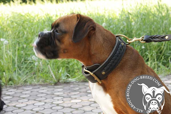 Boxer leather collar of braided design with brass plated hardware for stylish walks