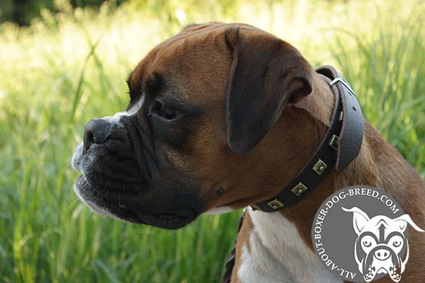 Boxer brown leather collar of classy design with riveted fittings   for walking in style