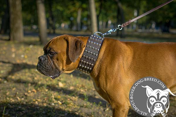 Boxer leather collar with duly riveted hardware for quality control