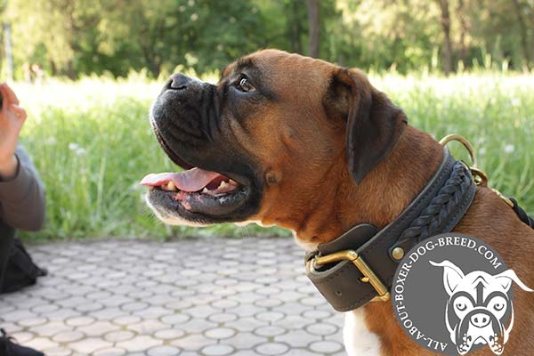 Boxer leather collar with rust-proof hardware for daily walks