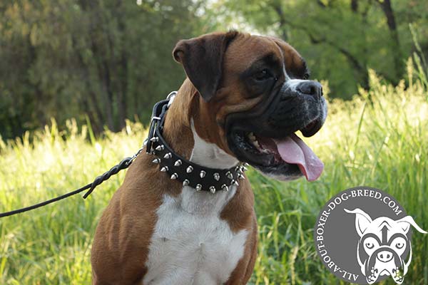 Boxer black leather collar with non-corrosive fittings for safe walking