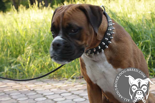 Boxer black leather collar adjustable  with spikes for walking in style