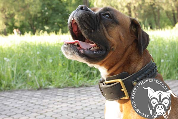Boxer brown leather collar wide decorated with braids for daily activity