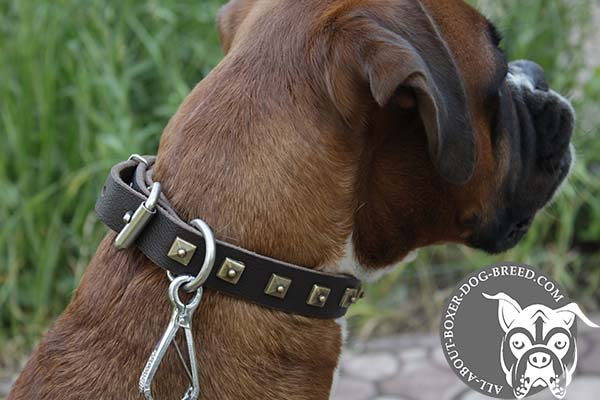 Leather Boxer Collar with Brass Hardware