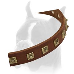 Unique Boxer dog Collar