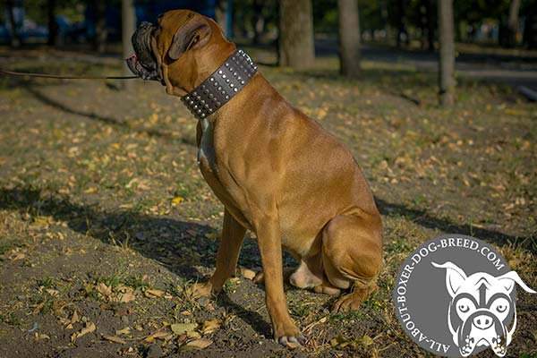 Wide Leather Collar for Boxer Walking 