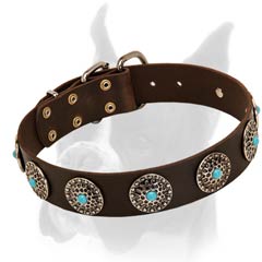 Wide Leather Buckle Collar for Boxer with Plates Ornamented with Blue Stones