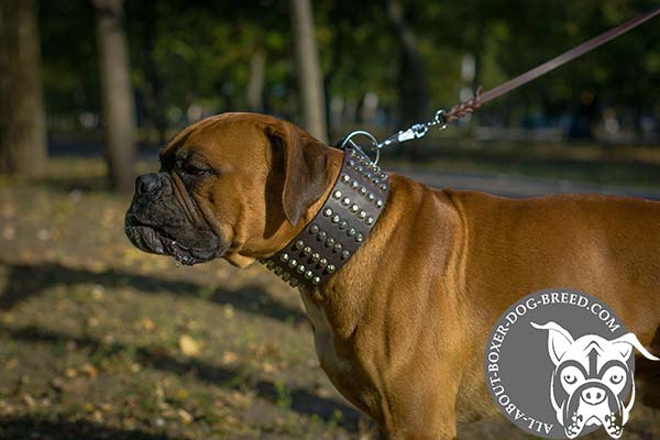 Adjustable Leather Dog Collar for Boxer