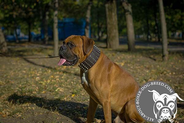 Reliable Wide Leather Boxer Collar
