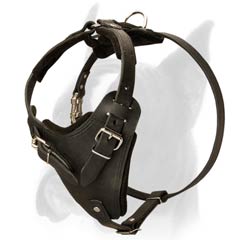 Boxer Harness for exercising