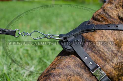 Boxer Leather Harness With Non-Stretching Straps