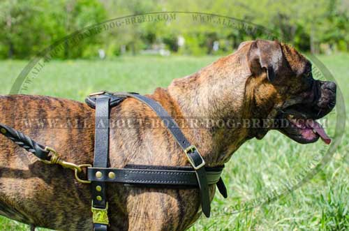 Super Aerated Boxer Leather Harness