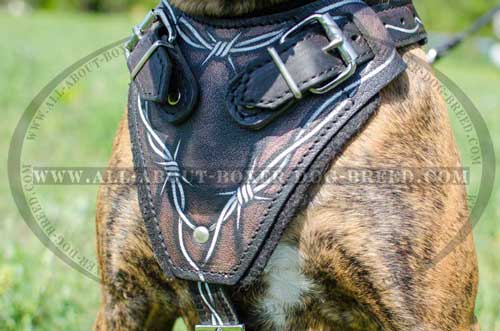 Boxer Leather Harness Exclusively Designed