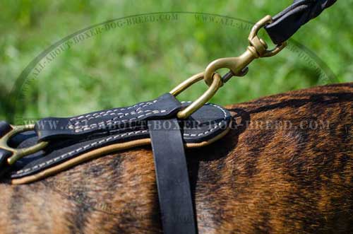 Boxer Leather Harness Carefully And Softly Padded