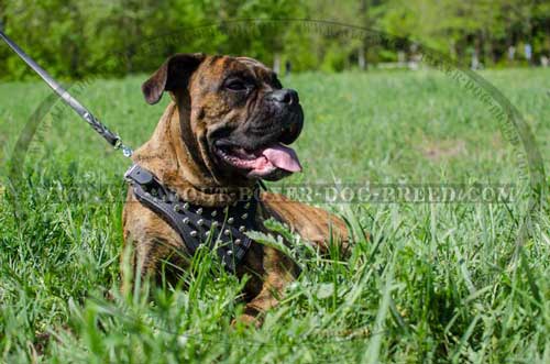 Leather Harness For Boxer With Absorbing Padding