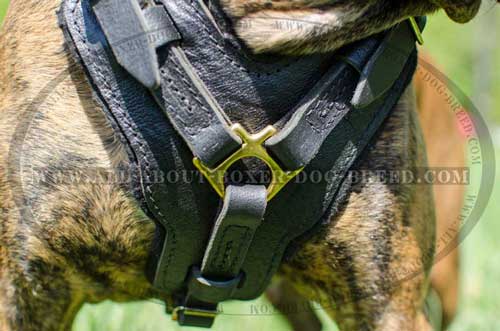 Boxer Leather Harness Classically Designed