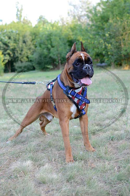 Perfect Boxer Dog Harness for training
