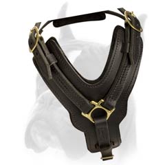 Harness with Easy quick release buckle