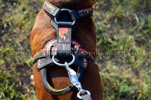 Strong Agitation Training Harness Made of Genuine Full Grain Leather