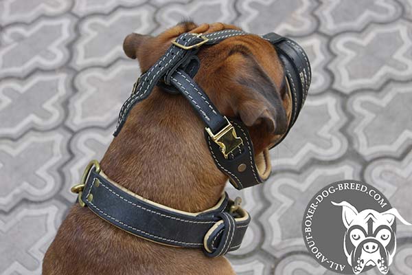 Quick Release Buckle on Leather Boxer Muzzle