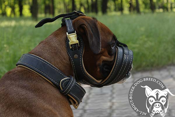 Boxer leather muzzle of high quality padded with Nappa leather for utmost comfort