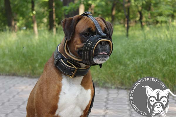 Boxer leather muzzle easy-to-adjust with riveted hardware for daily walks