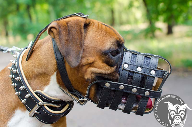 Top Notch Basketlike Leather Muzzle for Boxer Dog [M41R1035 Nappa