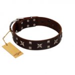 "Bigwig Woof" FDT Artisan Brown Leather Boxer Collar with Chrome Plated Stars and Square Studs