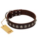 "Gothic Style" FDT Artisan Fancy Brown Leather Boxer Collar with Silver-Like Decorations