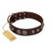 "Choco Brownie" FDT Artisan Brown Leather Boxer Collar Adorned with Silver-Like Conchos