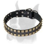 Extraordinary leather Boxer collar with studs