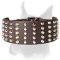 Leather decorated dog collar for Boxer