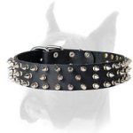 Extraordinary spiked leather collar for Boxer