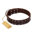 "Star Party" Handmade FDT Artisan Brown Leather Boxer Collar with Silver-Like Studs