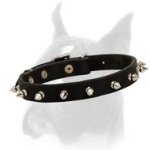 A Perfect Spiked Leather Collar for Boxer