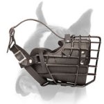 Comfortable winter ware cage muzzle for Boxer
