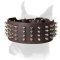 Fancy wide Boxer collar with spikes