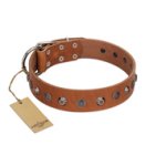 "Silver Age" Fashionable FDT Artisan Tan Leather Boxer Collar with Silver-Like Studs