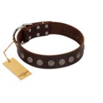 "Starry-Eyed" Best Quality FDT Artisan Brown Designer Leather Boxer Collar with Small Plates