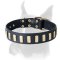 Stylish leather Boxer collar with plates for everyday walking and training
