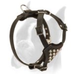 Exquisite Leather Harness for Active Boxer Puppies