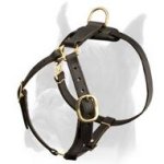 Luxury handcrafted leather dog harness made To Fit Boxer