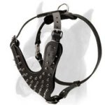 Deluxe leather Spiked Harness for Boxer Dog
