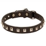 Elegant Boxer Leather Collar With Nickel Studs