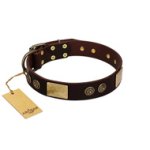 "Bow-Wow Effect" FDT Artisan Brown Leather Boxer Collar with Plates and Ornate Studs
