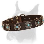 Wide Leather Buckle Collar for Boxer with Vintage Style Plates