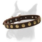 Astonishing Boxer breed Leather Collar with a row of Brass Circles