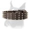 Perfect wide leather spiked dog collar for Boxer