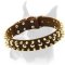 Astonishing Leather Spiked Studded Dog Collar for Boxer