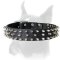 Extraordinary spiked leather collar for Boxer